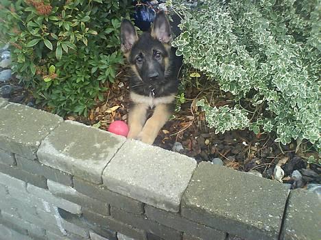 Schæferhund Kenzo billede 1