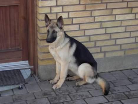 Schæferhund Kenzo - dette er så min mor billede 2