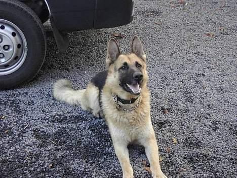 Schæferhund Kenzo - det her er min far billede 3