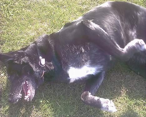 Blanding af racer Juvel 6/3-98 - †14/6-10† - uuh lækkert, græsset er dejligt at rulle i 8D billede 8