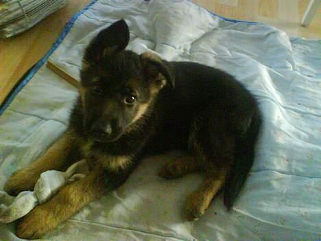 Schæferhund Kenzo - mig! jeg laver ikke ballade... billede 4