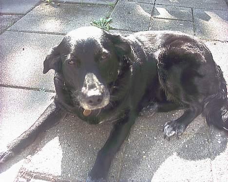 Blanding af racer Juvel 6/3-98 - †14/6-10† - Hvorfor skal du ta billeder hele tiden ? billede 9