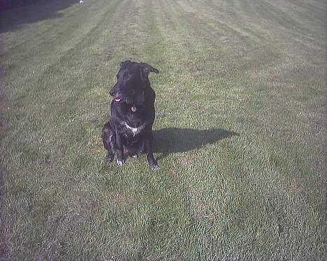 Blanding af racer Juvel 6/3-98 - †14/6-10† - Hov, hva det der er derovre ?? billede 10