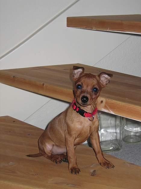 Dvaergpinscher Kiwi billede 8