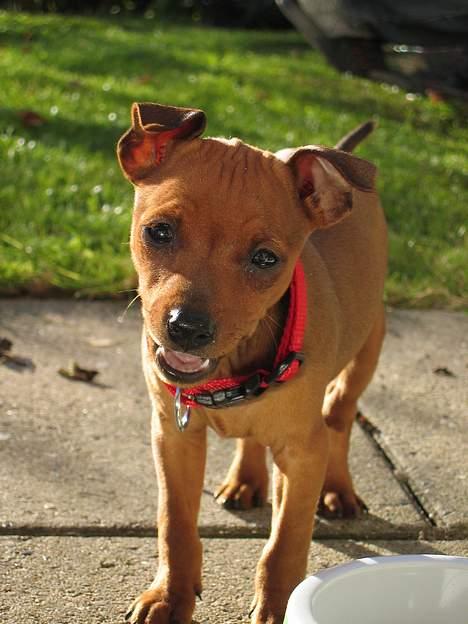 Dvaergpinscher Kiwi billede 13