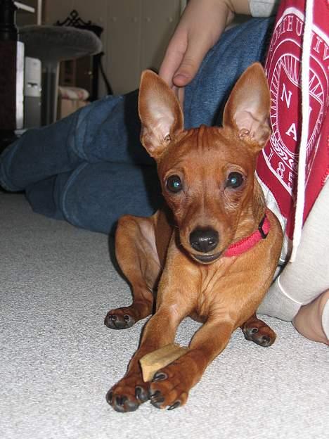 Dvaergpinscher Kiwi billede 18