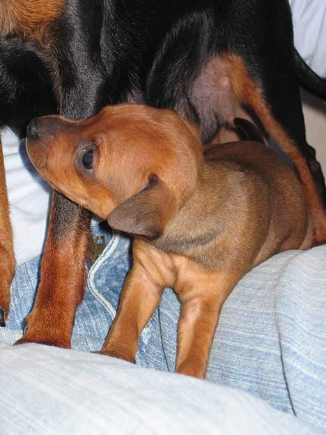Dvaergpinscher Kiwi billede 19