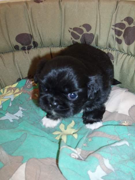 Pekingeser Trunte - 3 uger gammel... er jeg ikke bare nuser billede 14