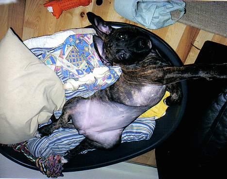 Amerikansk staffordshire terrier Lucky - Lucky i sin kurv billede 4