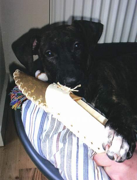 Amerikansk staffordshire terrier Lucky - Passende størrelse.. billede 5