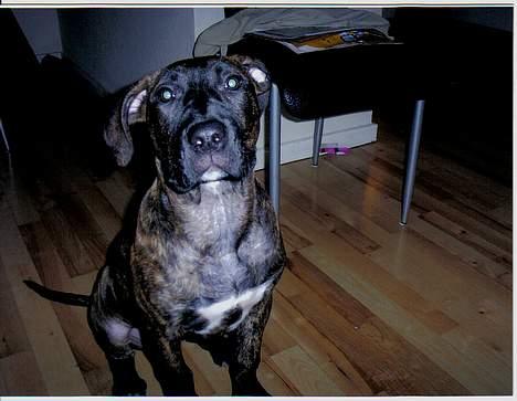 Amerikansk staffordshire terrier Lucky - Jeg er sååå sød.. billede 6