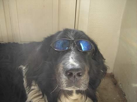 Blanding af racer Bolivar  billede 8