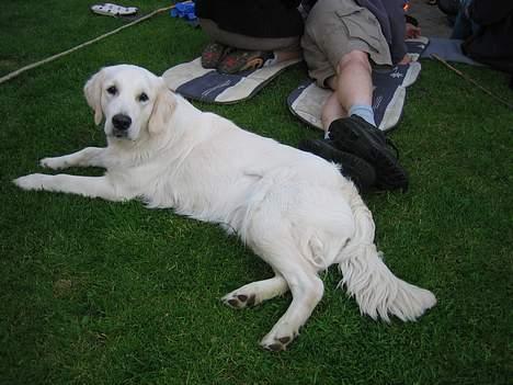 Golden retriever Abby billede 1