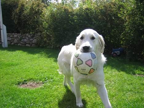 Golden retriever Abby - Hvad sagde du! Må man ikke sætte hjørnetanden i bolden.... billede 2