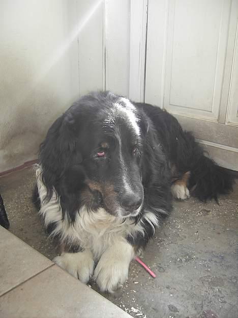 Blanding af racer Bolivar  billede 9