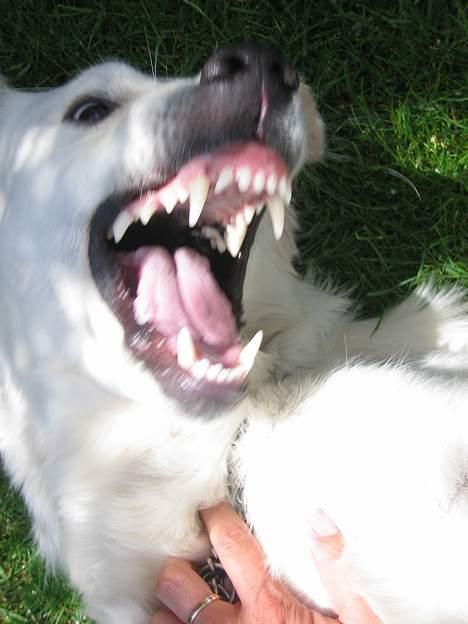 Golden retriever Abby - Jeg kan godt se farlig ud. Jeg er det bare ikke. billede 3