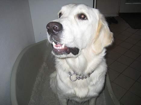 Golden retriever Abby - Se hvor sød jeg sidder i min kurv billede 4