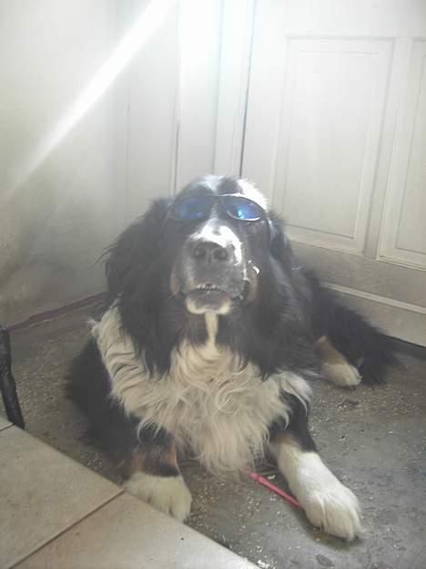 Blanding af racer Bolivar  billede 10