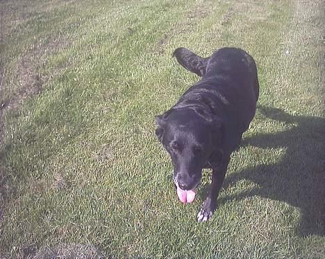 Blanding af racer Juvel 6/3-98 - †14/6-10† - pyyh det varmt billede 11