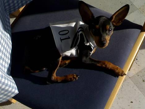 Prazsky krysarik Cosmo - død d. 14/03-07 - ligger lige og soler mig hjemme hos min mormor.. billede 2