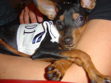 Prazsky krysarik Cosmo - død d. 14/03-07 - uh.. far du er den beste hovedepude jeg kender... billede 3