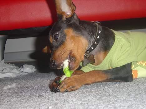 Prazsky krysarik Cosmo - død d. 14/03-07 - num num.. grøn er bare yndlings!! billede 4