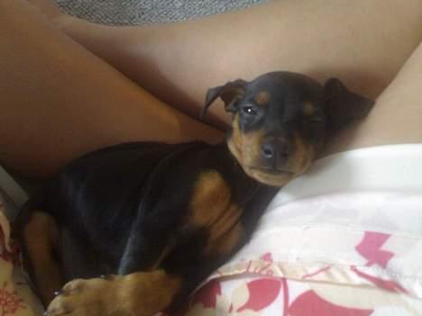 Prazsky krysarik Cosmo - død d. 14/03-07 - En af de første dage hos min nye mor og far.. billede 5