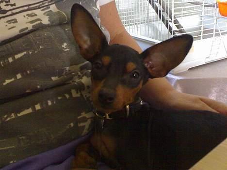 Prazsky krysarik Cosmo - død d. 14/03-07 - Her ligger jeg og hygger ved farmor.. billede 6