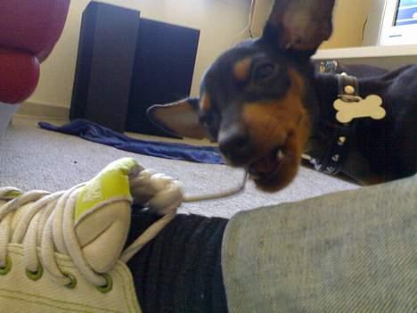 Prazsky krysarik Cosmo - død d. 14/03-07 - mmm..  billede 7