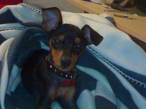 Prazsky krysarik Cosmo - død d. 14/03-07 - Godmorgen.. og high five til jer.. billede 8