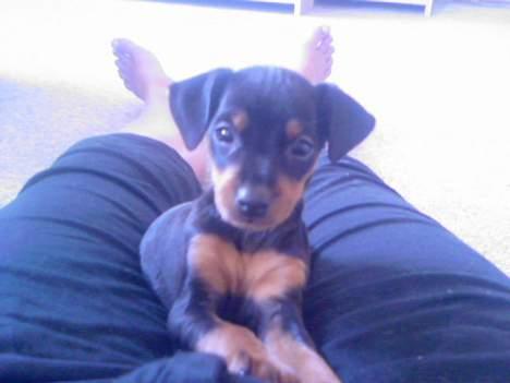 Prazsky krysarik Cosmo - død d. 14/03-07 - Her er jeg den første dag i mit nye hjem.. er lidt forskrækket over det hele!! billede 9