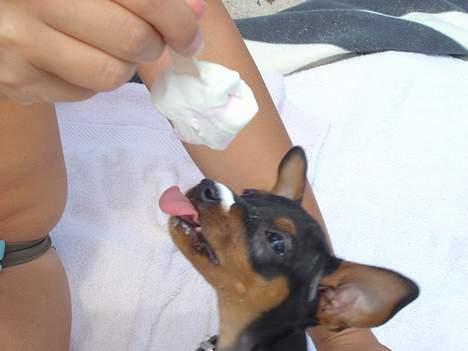 Prazsky krysarik Cosmo - død d. 14/03-07 - mums.. is på stranden er bare det bedste!! billede 10