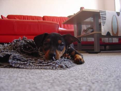 Prazsky krysarik Cosmo - død d. 14/03-07 - Leger lige løve her.. SÅ PAS PÅ!! billede 11