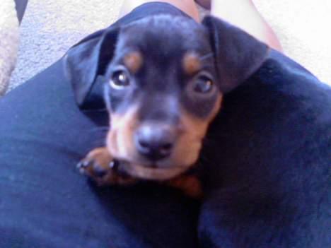 Prazsky krysarik Cosmo - død d. 14/03-07 - Er jeg ikke bare så sød!! billede 12