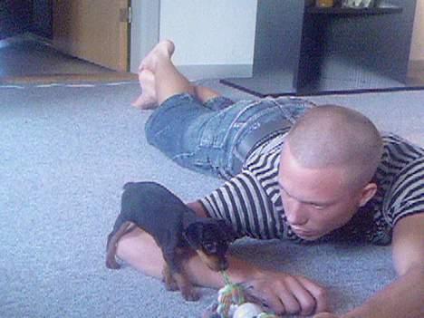 Prazsky krysarik Cosmo - død d. 14/03-07 - Leger med far på gulvet... billede 13