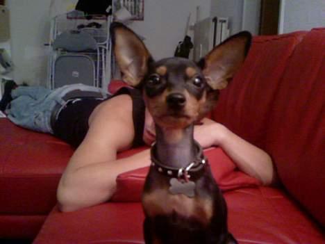 Prazsky krysarik Cosmo - død d. 14/03-07 - Se hvor fotogen jeg er.. lille fotomodel!! billede 14