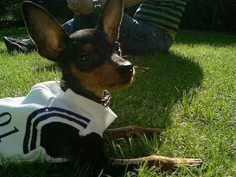 Prazsky krysarik Cosmo - død d. 14/03-07 - Nyder lige en kølig sommerdag i farfars have med min nye dukketrøje fra fætter Br!! billede 15