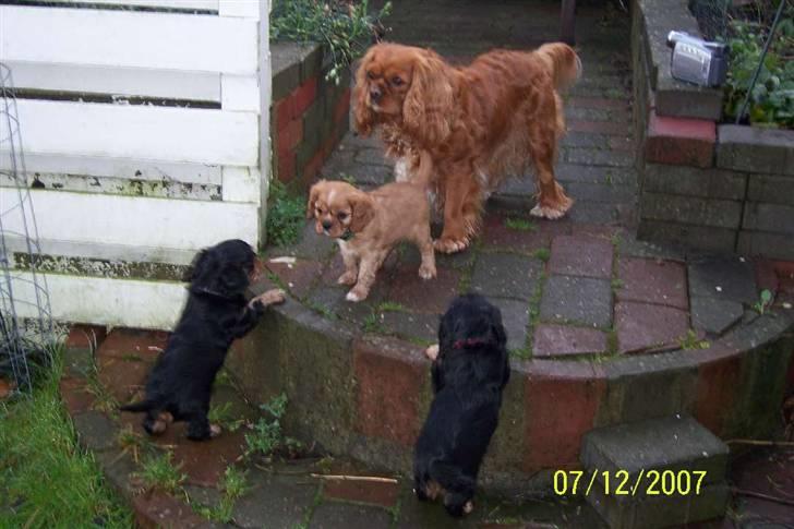 Cavalier king charles spaniel Asta - En stolt moster billede 1