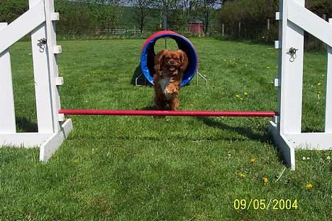 Cavalier king charles spaniel Asta - Asta elsker agility billede 2