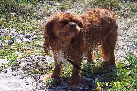 Cavalier king charles spaniel Asta - Det er dejligt at komme med til stranden selvom man ikke er en vandhund! billede 3