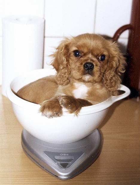 Cavalier king charles spaniel Asta - Vægten skal jo holdes! billede 4