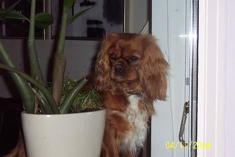 Cavalier king charles spaniel Asta - Naturen er dejlig! især set fra vindueskarmen. billede 5