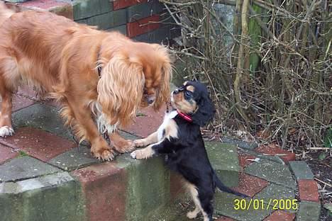 Cavalier king charles spaniel Asta - Nej Carmen, du kommer ikke op her. billede 6