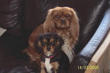 Cavalier king charles spaniel Asta - Så søde kan de se ud. billede 7