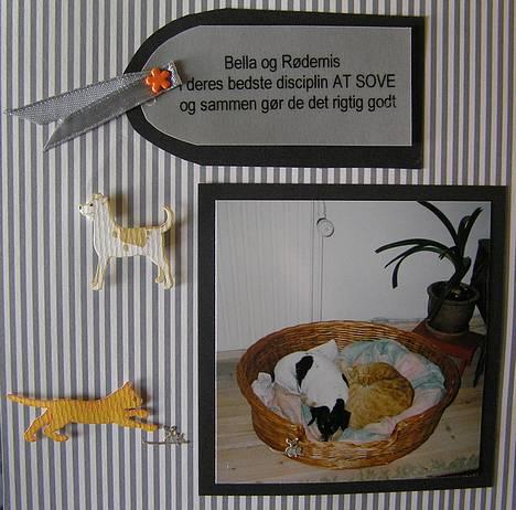 Dansk svensk gaardhund Bella *Himmelhund* - Fra min bella-scrapbog. Bella sover sammen med sin ven Rødemis. billede 12