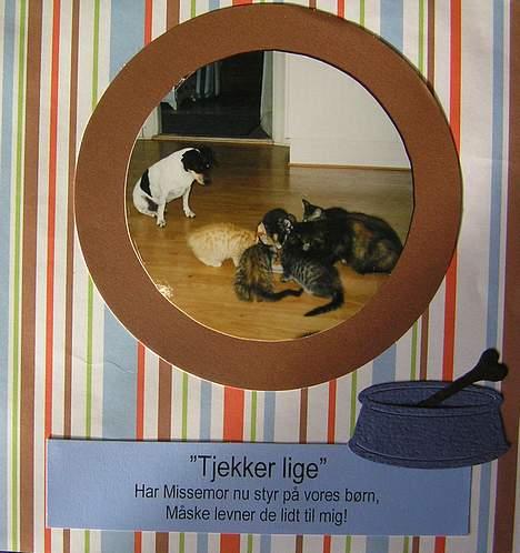 Dansk svensk gaardhund Bella *Himmelhund* - Fra min bella-scrapbog. Bella kigger efter missebørnene og deres rigtige mor. billede 17