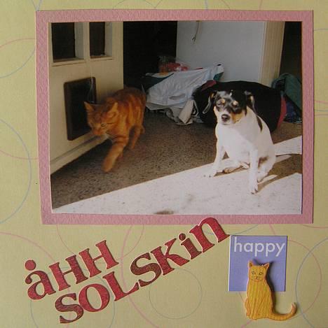 Dansk svensk gaardhund Bella *Himmelhund* - Fra min bella-scrapbog. Bella eelskede at sidde og sove i en solstribe. billede 18