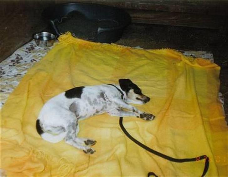 Dansk svensk gaardhund Bella *Himmelhund* - Bella ligger og sover billede 20