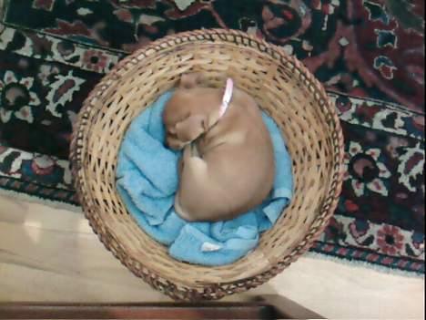 Blanding af racer Gucci billede 1