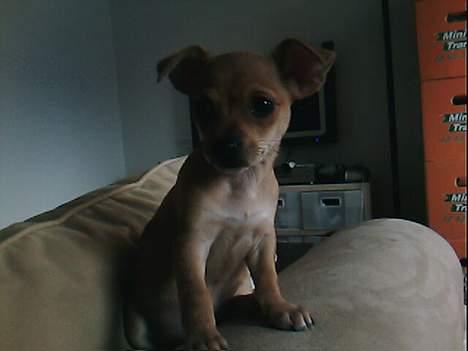 Blanding af racer Gucci billede 2